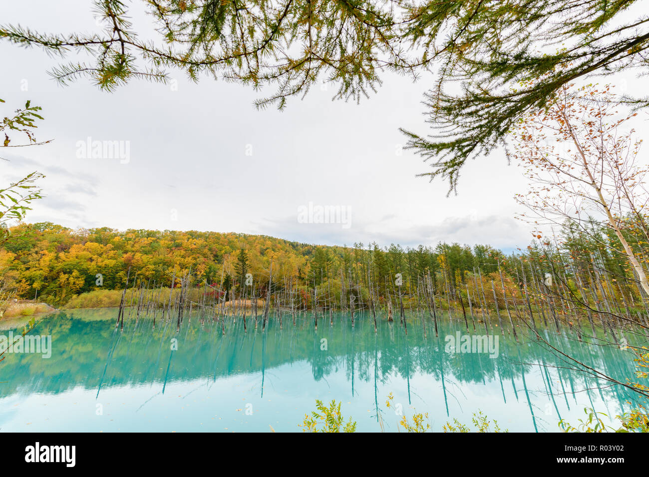 L'étang bleu (Aoiike) dans la région de Biei, Hokkaido Saison d'automne, c'est le résultat des travaux sur le fleuve Biei, effectués après l'éruption du mont Tokachi 1988 Banque D'Images