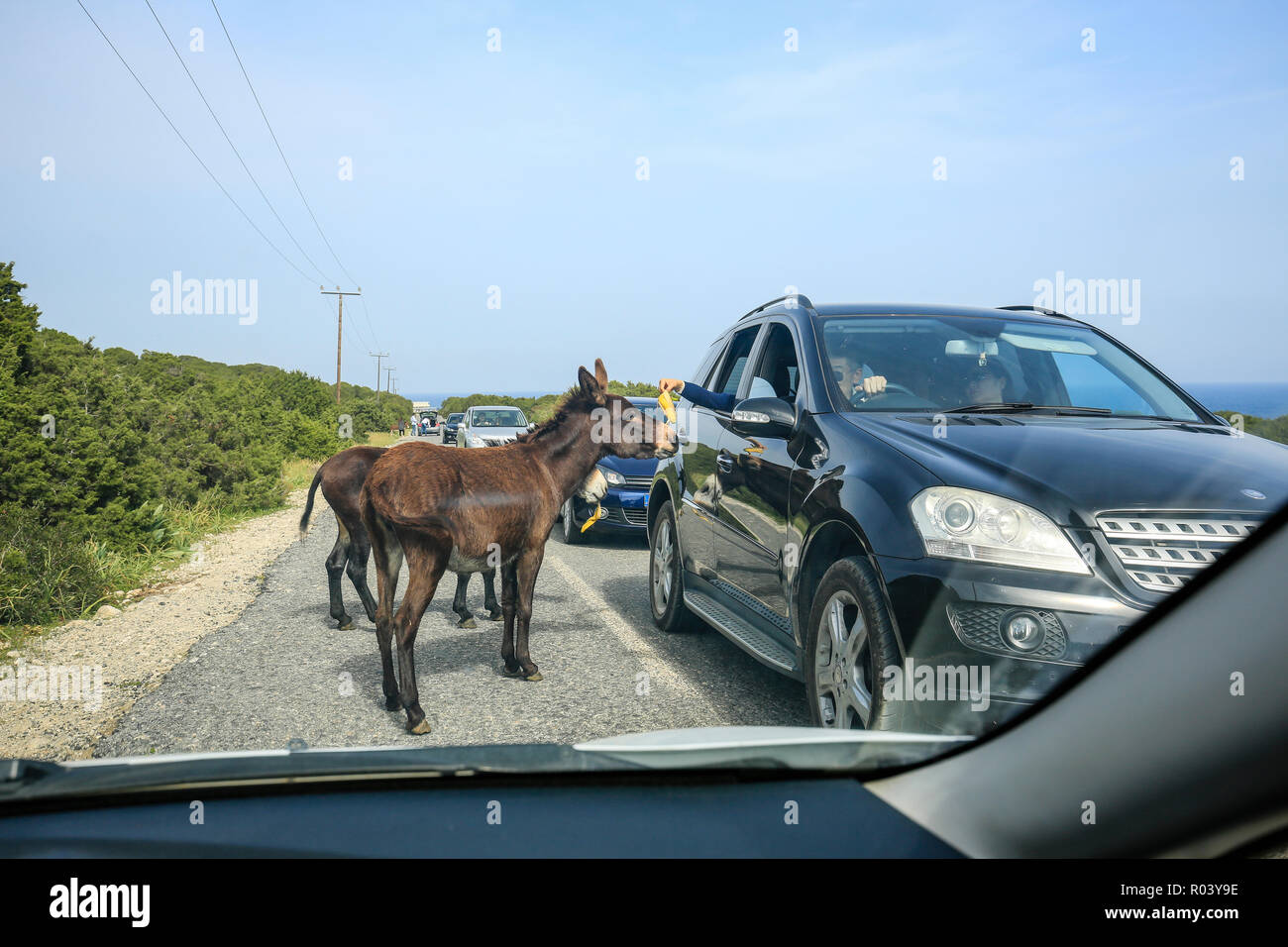 Dipkarpaz, République turque de Chypre du Nord, Chypre - l'âne sauvage sur la péninsule de Karpaz Banque D'Images