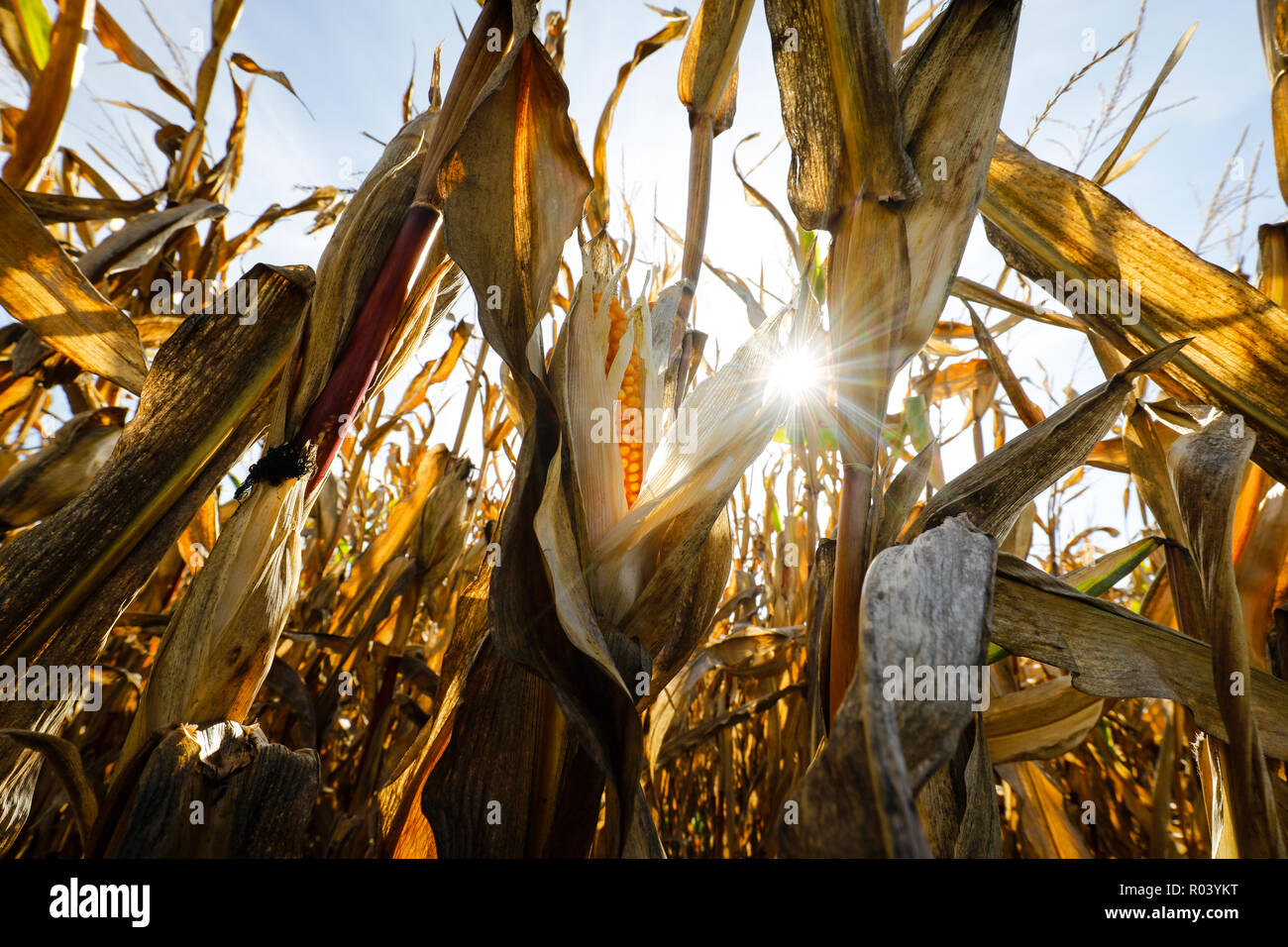 Champ de maïs en été chaud, Allemagne Banque D'Images