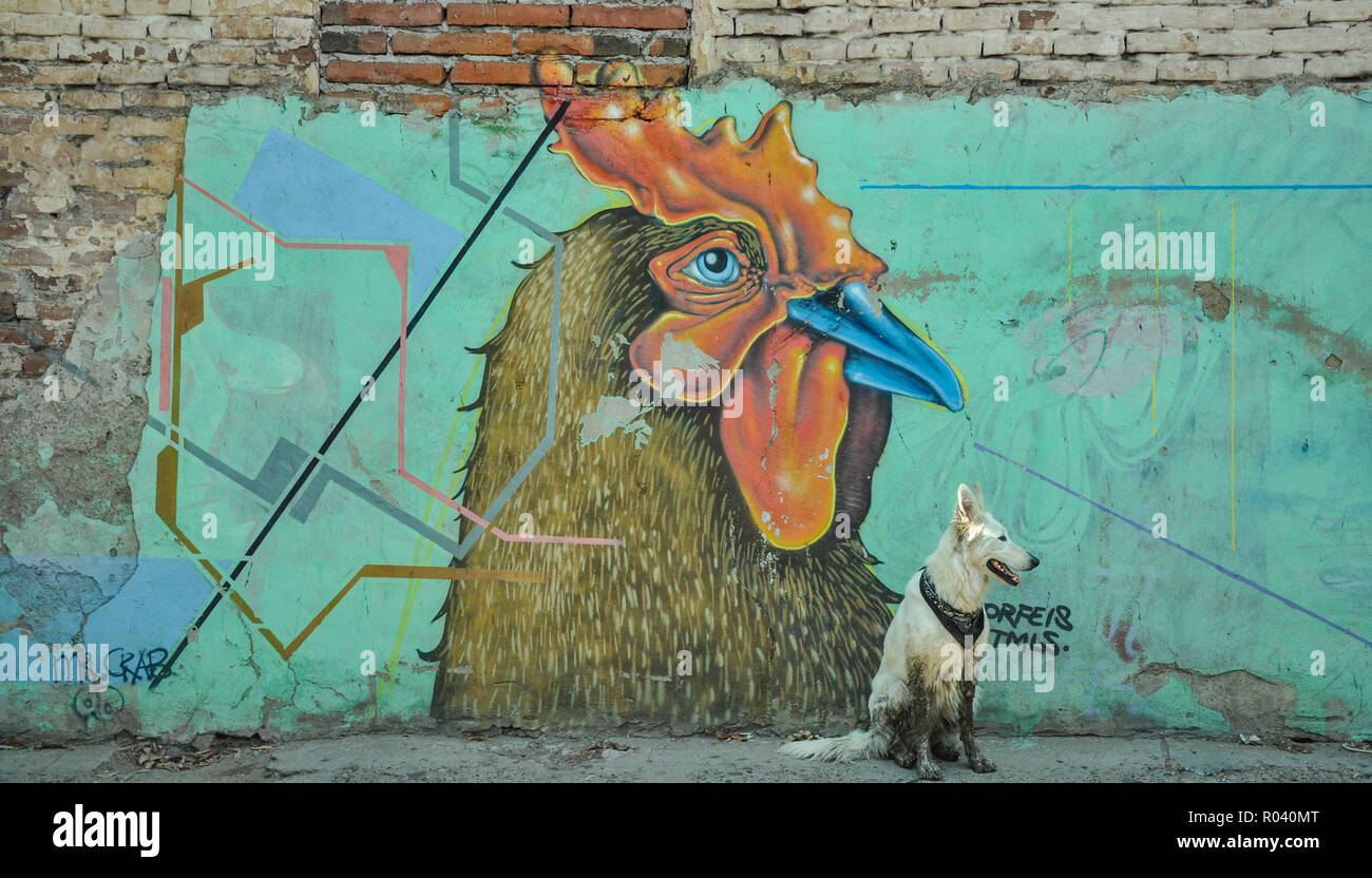 07/07/2018, Culiacan, Sinaloa, Mexique : un chien avec un bandana est assis en face d'un coq Banque D'Images