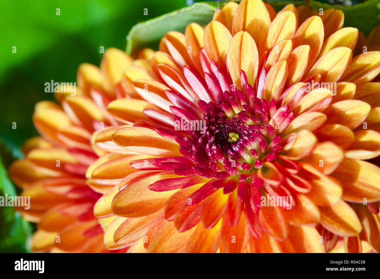 Macro-vision d'un beau jaune et rouge Dahlia fleur de chrysanthème ou arrangement à l'intérieur Banque D'Images
