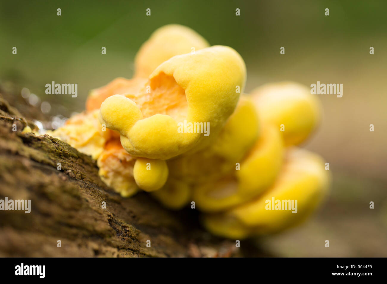 Les bois de poulet, champignons, parfois appelé sulphureus : polypore soufre, poussant sur un arbre mort dans les bois dans la nouvelle forêt. Hampshire Banque D'Images