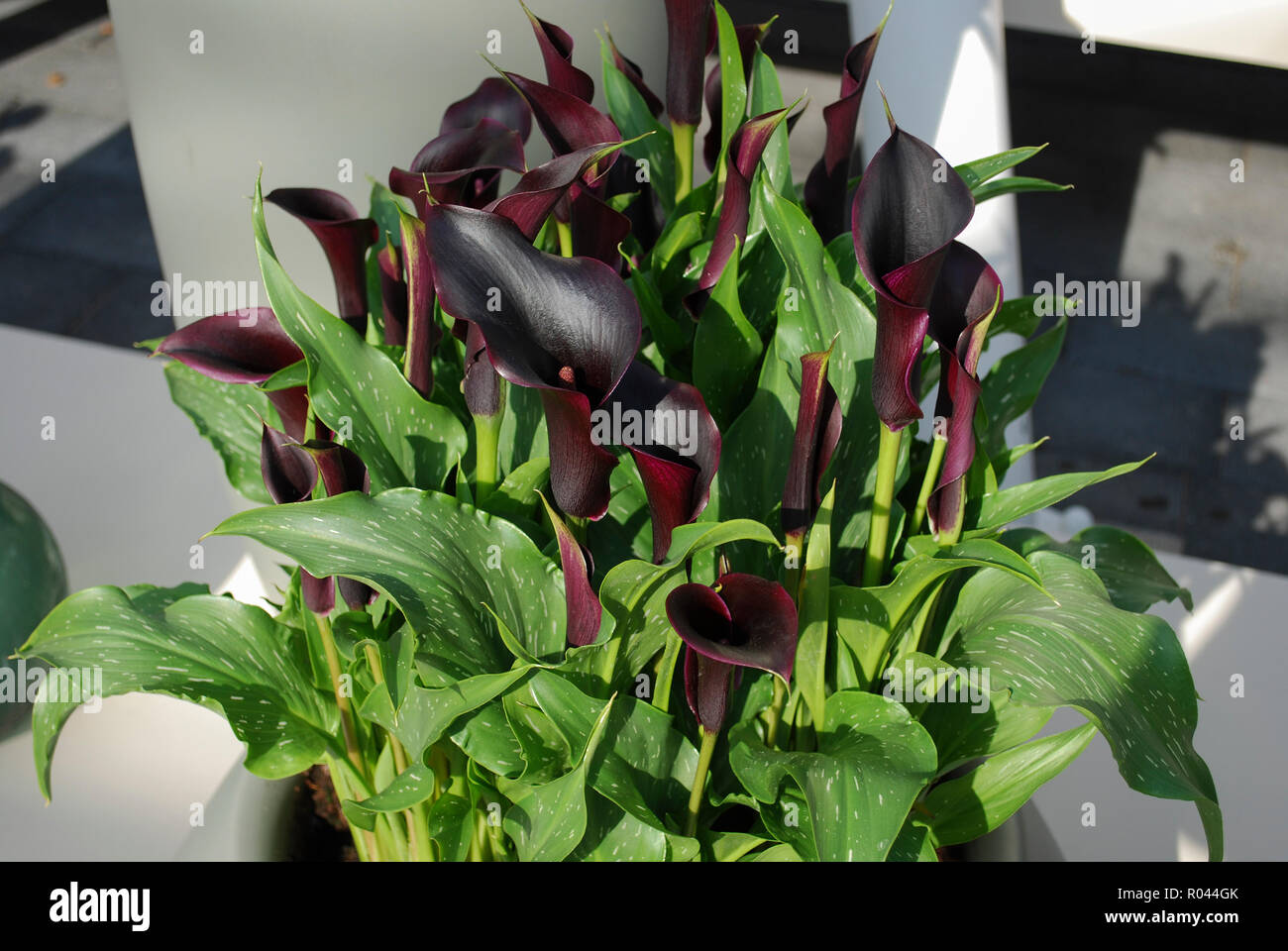 Palerme Anthurium Zantedeschia croître dans le pot de fleurs. Printemps en Pays-Bas. Banque D'Images