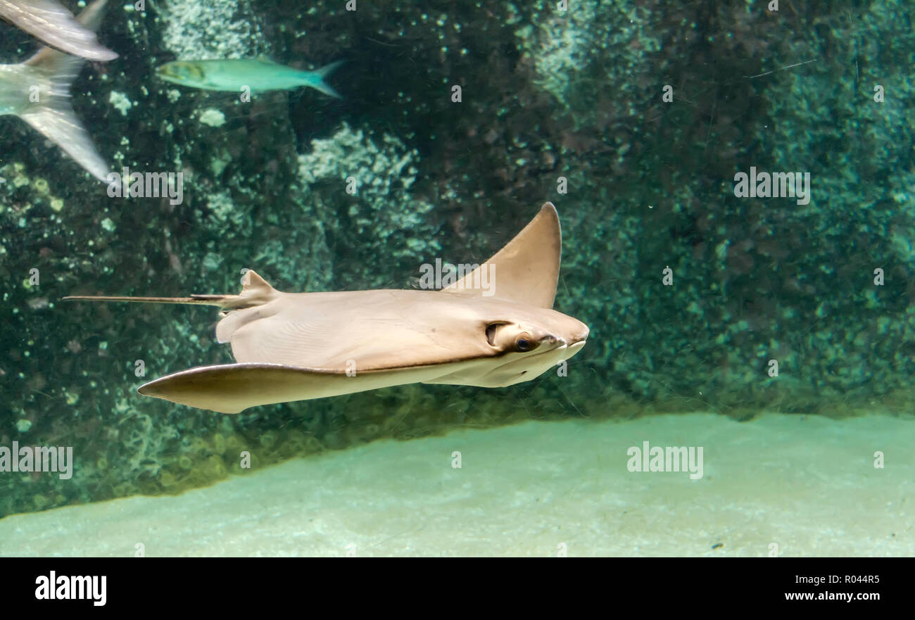 Le dos et les ailes brun d'une Cownose ray (Rhinoptera bonasus). Ils sont souvent pris d'être un requin par les amateurs de plages en raison du blocage des ailerons o Banque D'Images