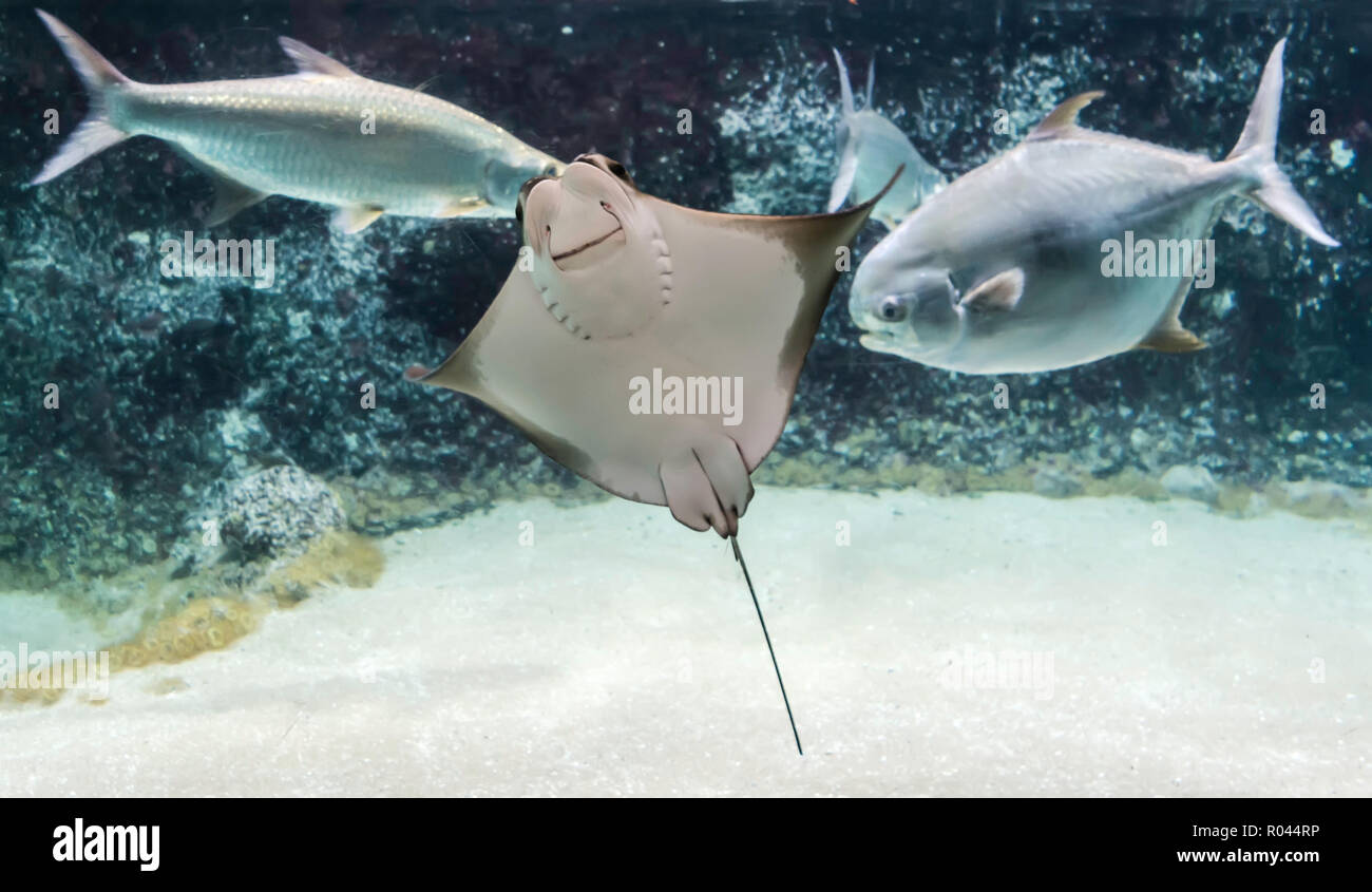 Cownose ray (Rhinoptera bonasus) nager parmi les poissons. Cownose rayons ont du venin et de la faiblesse de la queue pour se défendre de la menace. Il peut poser un bas Banque D'Images