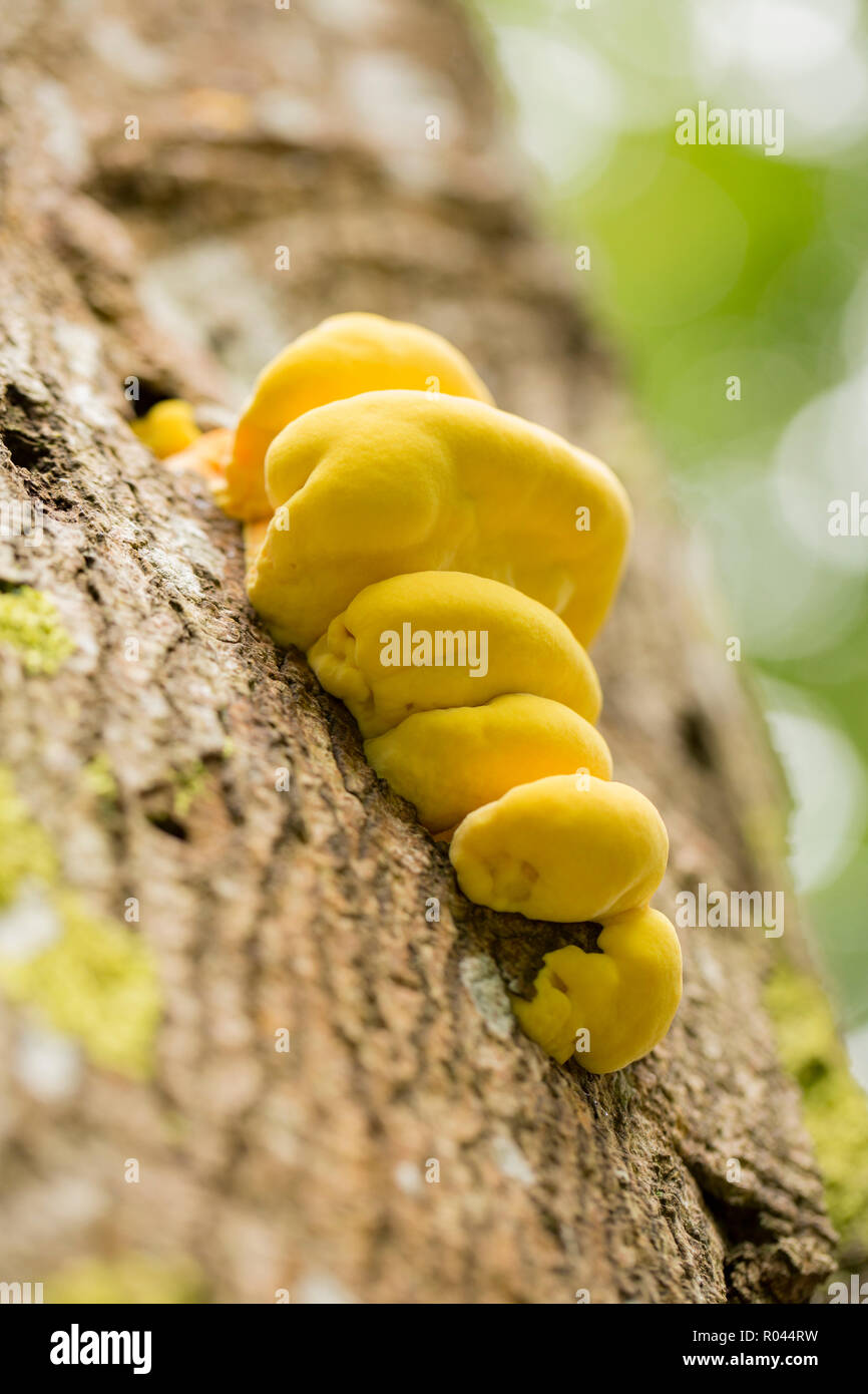 Les bois de poulet, champignons, parfois appelé sulphureus : polypore soufre, poussant sur un arbre mort dans les bois dans la nouvelle forêt. Hampshire Banque D'Images