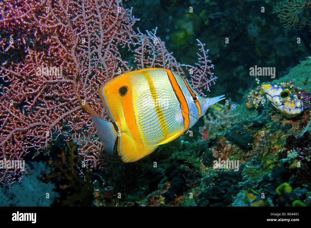Long bec Beaked coralfish, médiocre ou à bandes de cuivre (Chelmon Rostratus) (papillons) à un seafan, Raja Ampat, Irian Jaya, Indonésie Banque D'Images