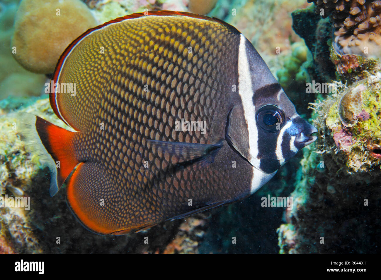 Halsband-Falterfisch (Chaetodon collare), Ari-Atoll, Kuba | papillons (Chaetodon collare à collier), Ari Atoll, Maldives Banque D'Images