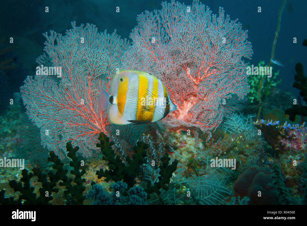 Orange-banded coralfish (Coradion chrysozonus) à un seafan, Raja Ampat, Irian Jaya, Indonésie Banque D'Images