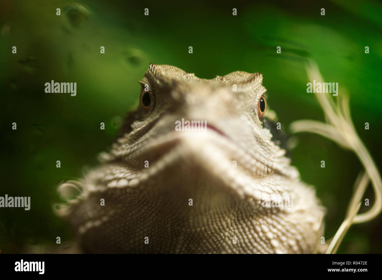 Tête portrait frontal d'un Australian Water Dragon (lat . : Intellagama lesueurii) derrière une vitre terrarium avec gouttes d'eau. L'accent est mis sur la Banque D'Images