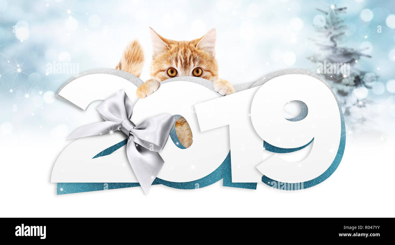 Le gingembre cat montrant bonne année 2019 texte avec ruban d'argent sur bow floue lumières de Noël bleu, un écriteau ou une carte-cadeau pour pet shop ou clinique vétérinaire Banque D'Images