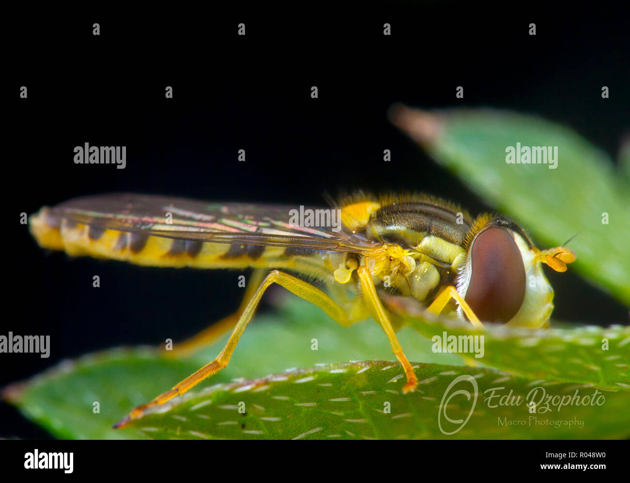 Sphaerophoria sp. (Syrphidae) Banque D'Images