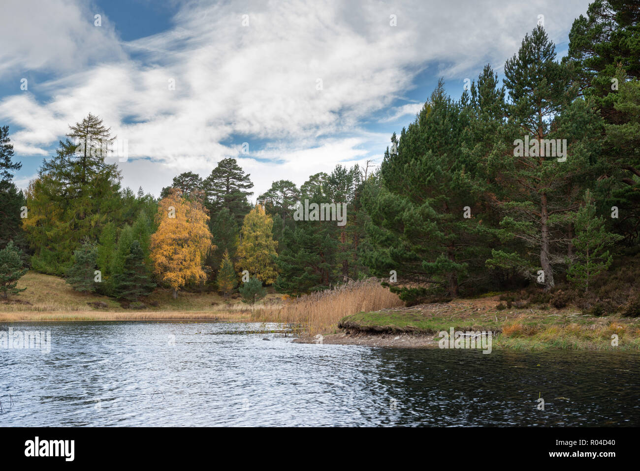 Loch an Eilein, Rothiemurchus dans le parc national de Cairngorm dans les Highlands écossais. Prise à l'automne lorsque l'arbre couleurs sont en transition Banque D'Images