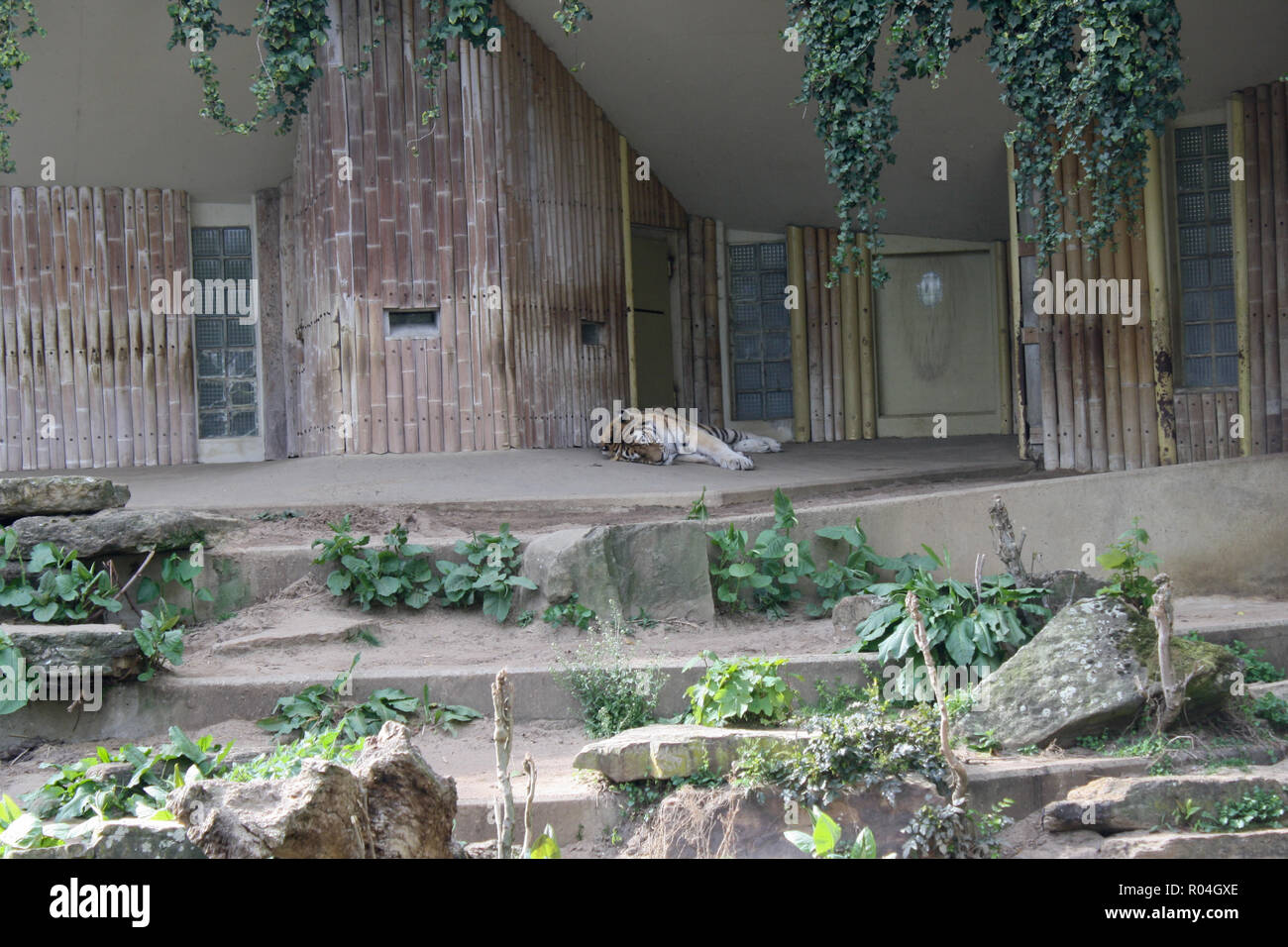 Lion couché sur une cage au zoo Banque D'Images