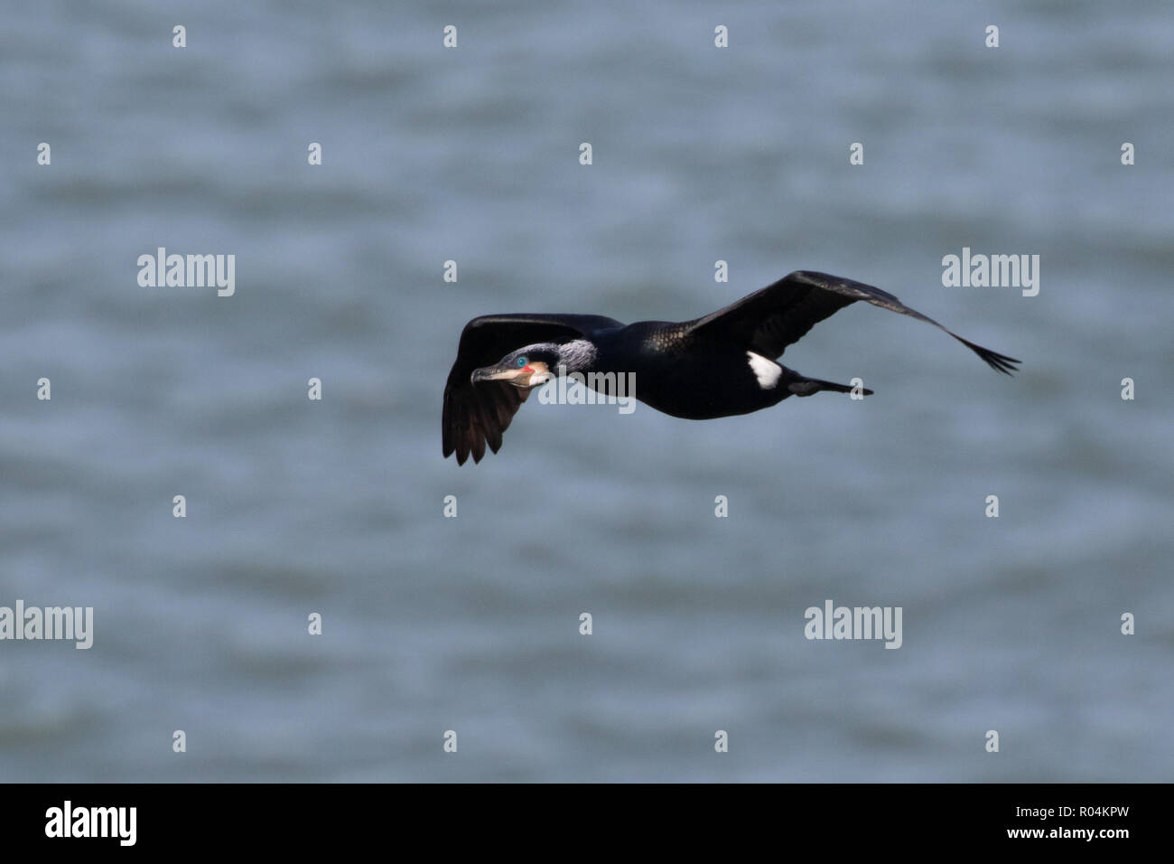 Un grand cormoran (Phalacrocorax carbo) en vol, de glisser sur une colonie de reproduction sur les falaises de la Little Orme, Llandudno, au nord du Pays de Galles. Banque D'Images