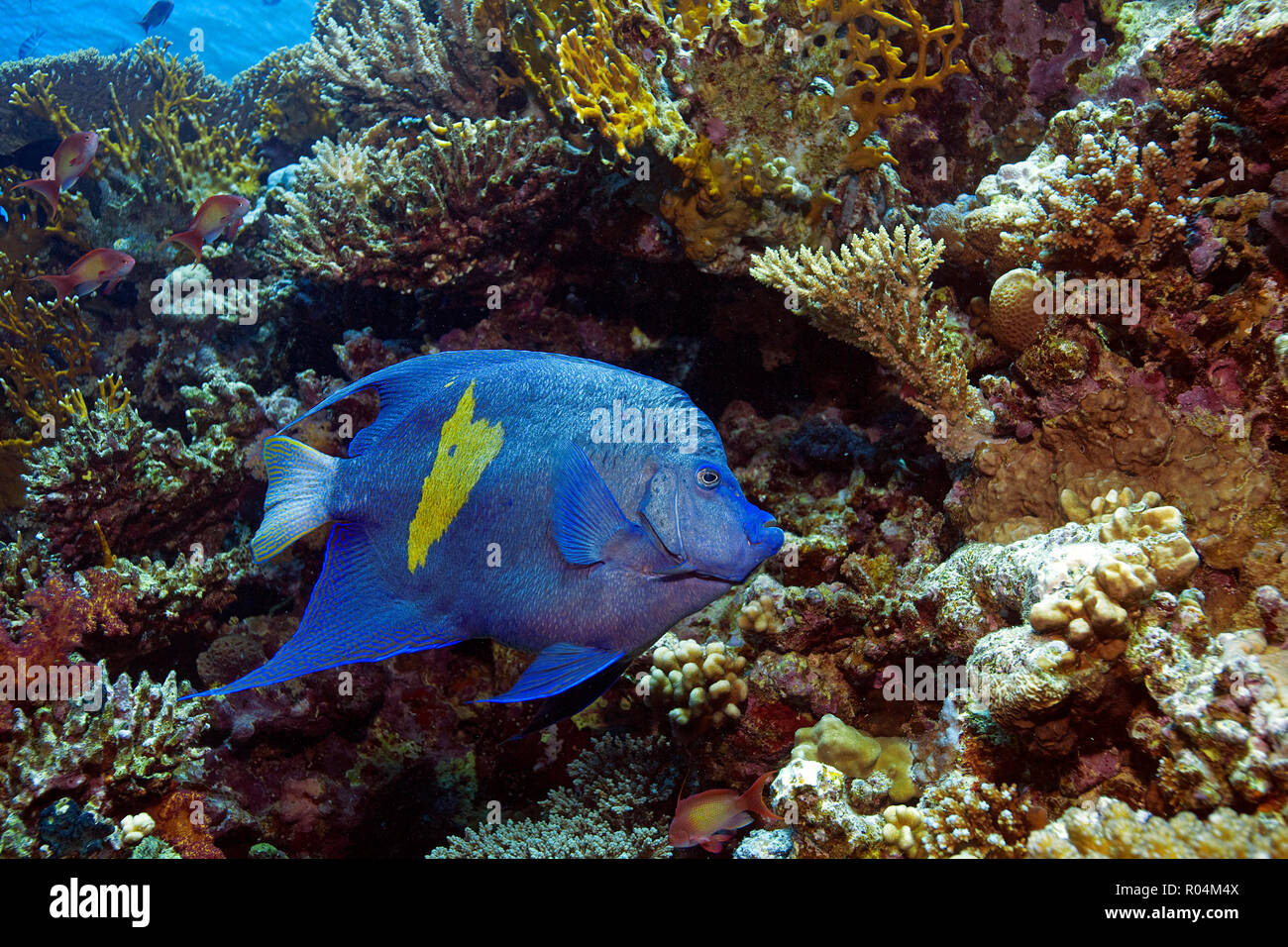 Kaiserfisch Arabischer (Pomacanthus maculosus), Marsa Alam, Egypte | Yellowbar Angelfish Pomacanthus maculosus (), Marsa Alam, Egypte Banque D'Images