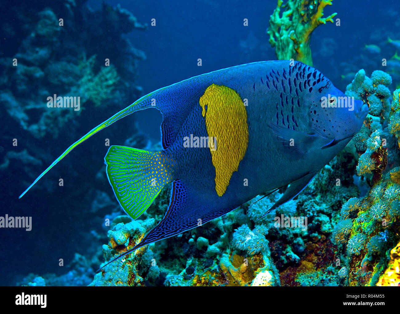 Kaiserfisch Arabischer (Pomacanthus maculosus), Marsa Alam, Egypte | Yellowbar Angelfish Pomacanthus maculosus (), Marsa Alam, Egypte Banque D'Images