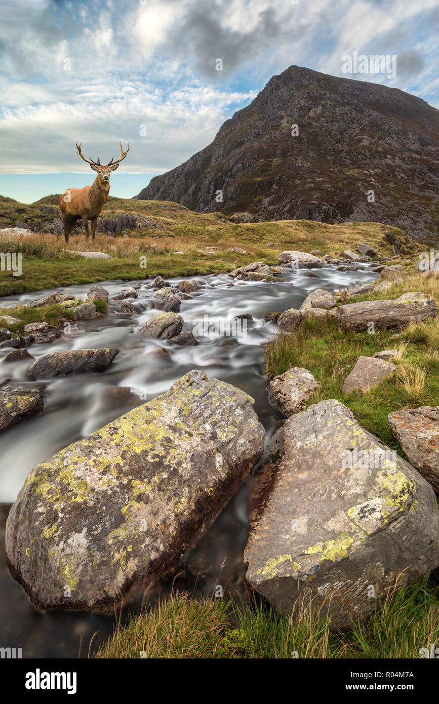 Image paysage de Red Deer stag par rivière qui coule en bas de montagne en automne Banque D'Images