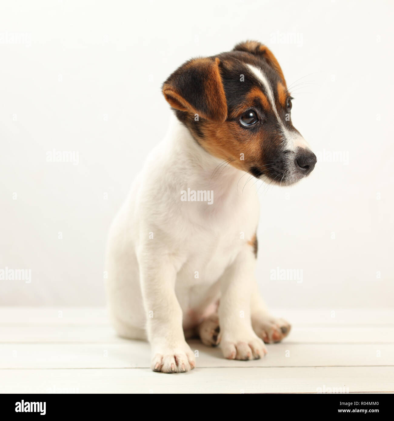 Jack Russell Terrier chiot âgé de 2 mois sur les tableaux blancs et  d'arrière-plan. Studio shot Photo Stock - Alamy
