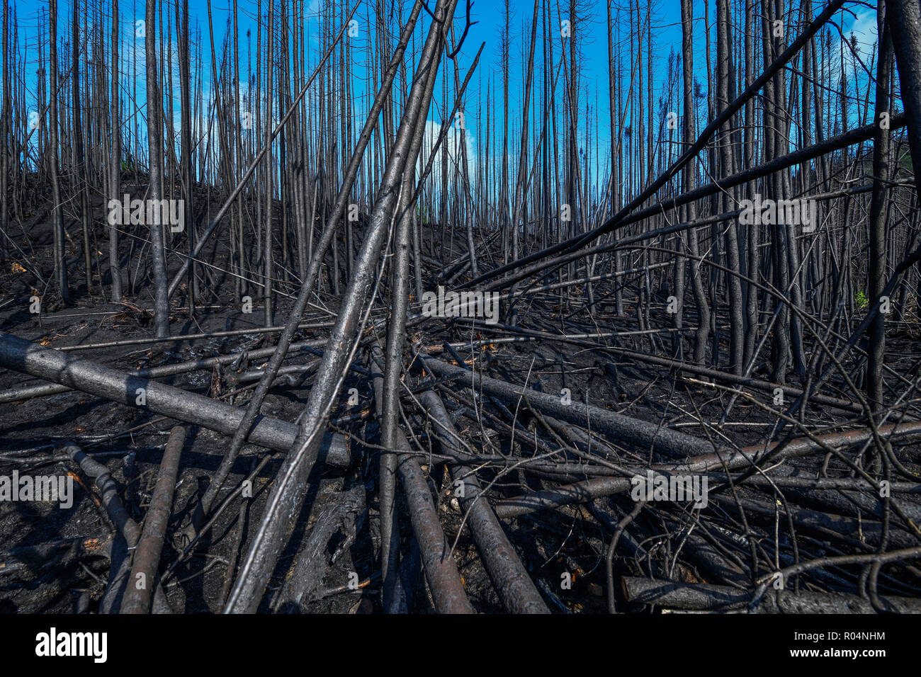 Extinction des incendies de forêt au Québec, Canada, Labrieville Banque D'Images