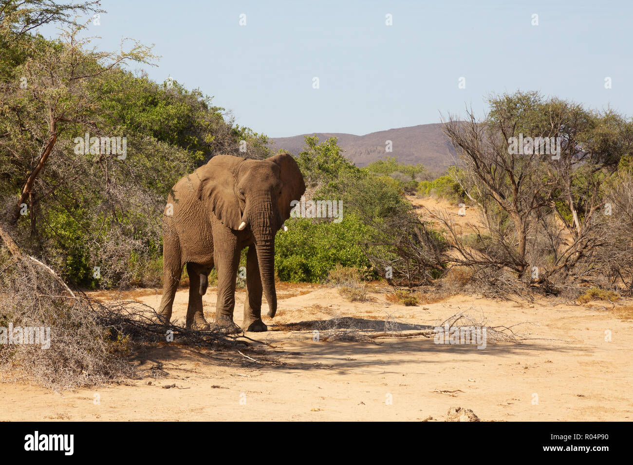 Namibie - l'éléphant d'un seul homme adulte, l'éléphant du désert Haub river bed, Damaraland, Namibie, Afrique du Sud Banque D'Images