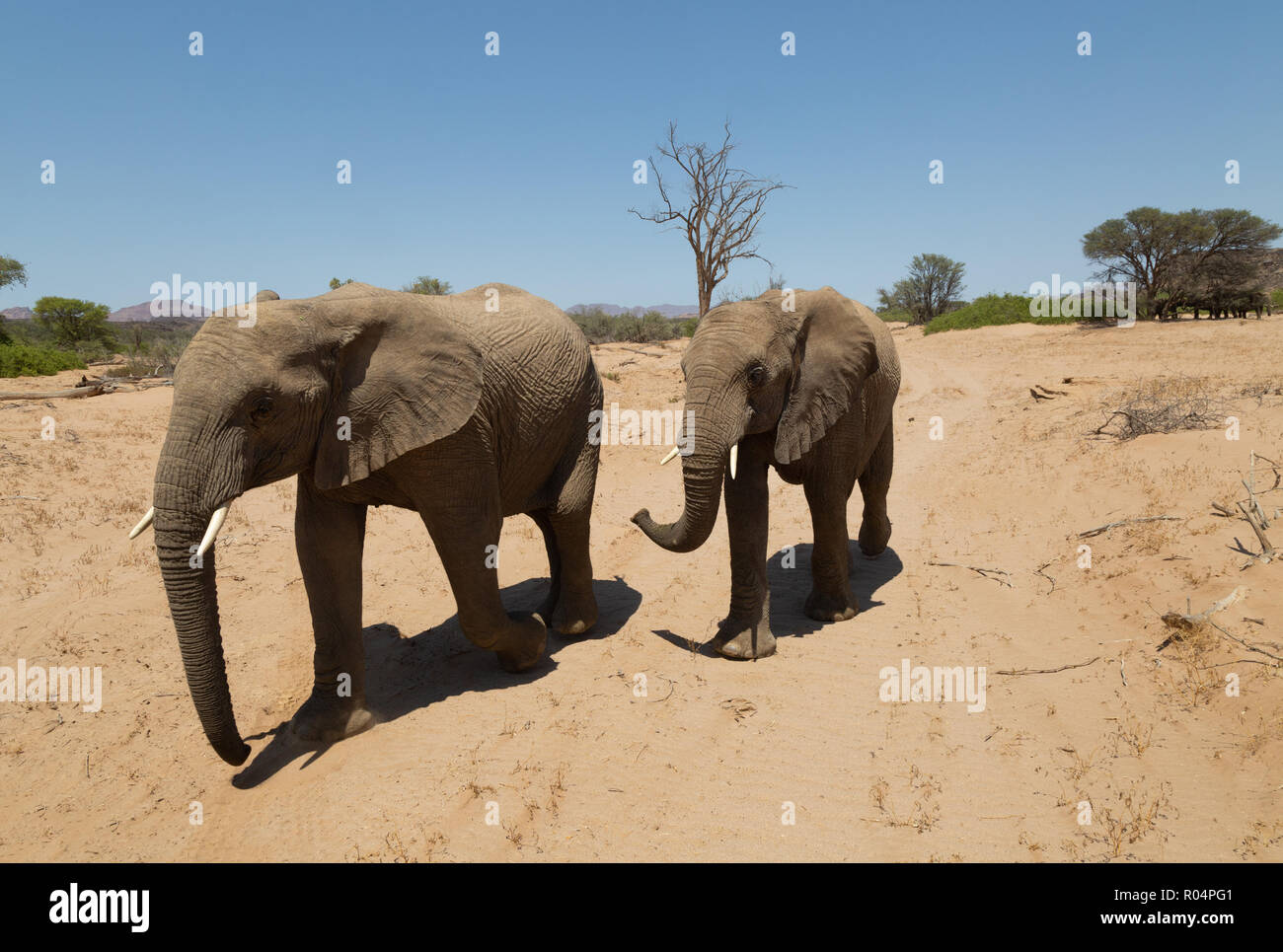 Namibie éléphant de désert, ou éléphants adaptés au désert, (Loxodonta Africana ), lit de rivière Haub, Damaraland, Namibie Afrique Banque D'Images