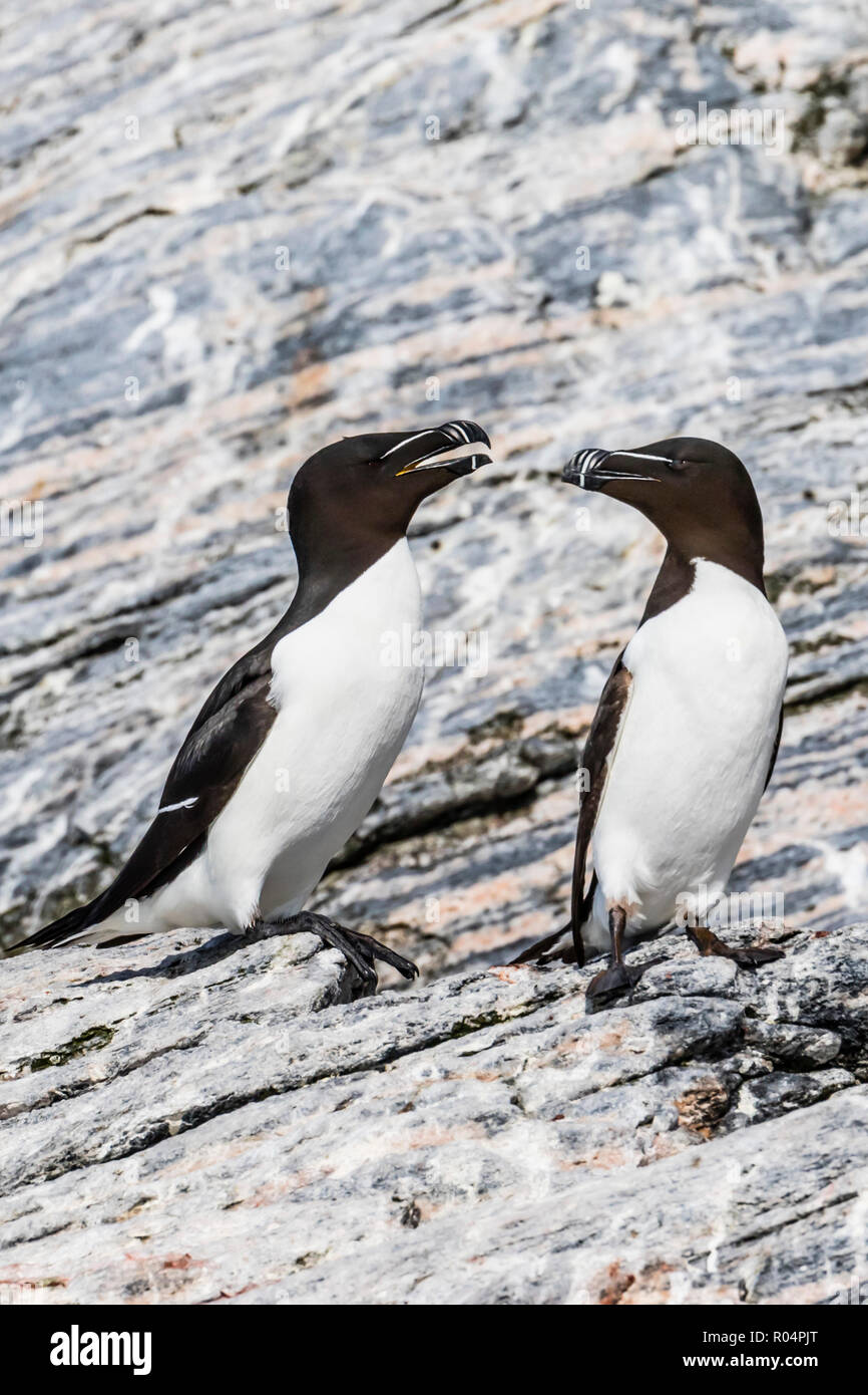 Des profils de Petits Pingouins (Alca torda) au Règlement de pêche abandonnés à Mastad sur l'île d'Voroya, Norway, Scandinavia, Europe Banque D'Images