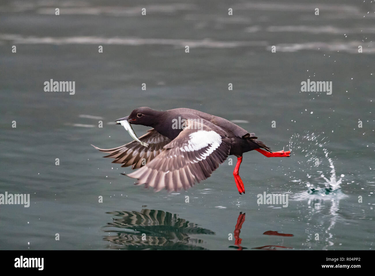 Un adulte guillemot colombin (Cepphus columba), avec des poissons capturés dans Inian Pass, Cross Sound, Alaska, États-Unis d'Amérique, Amérique du Nord Banque D'Images