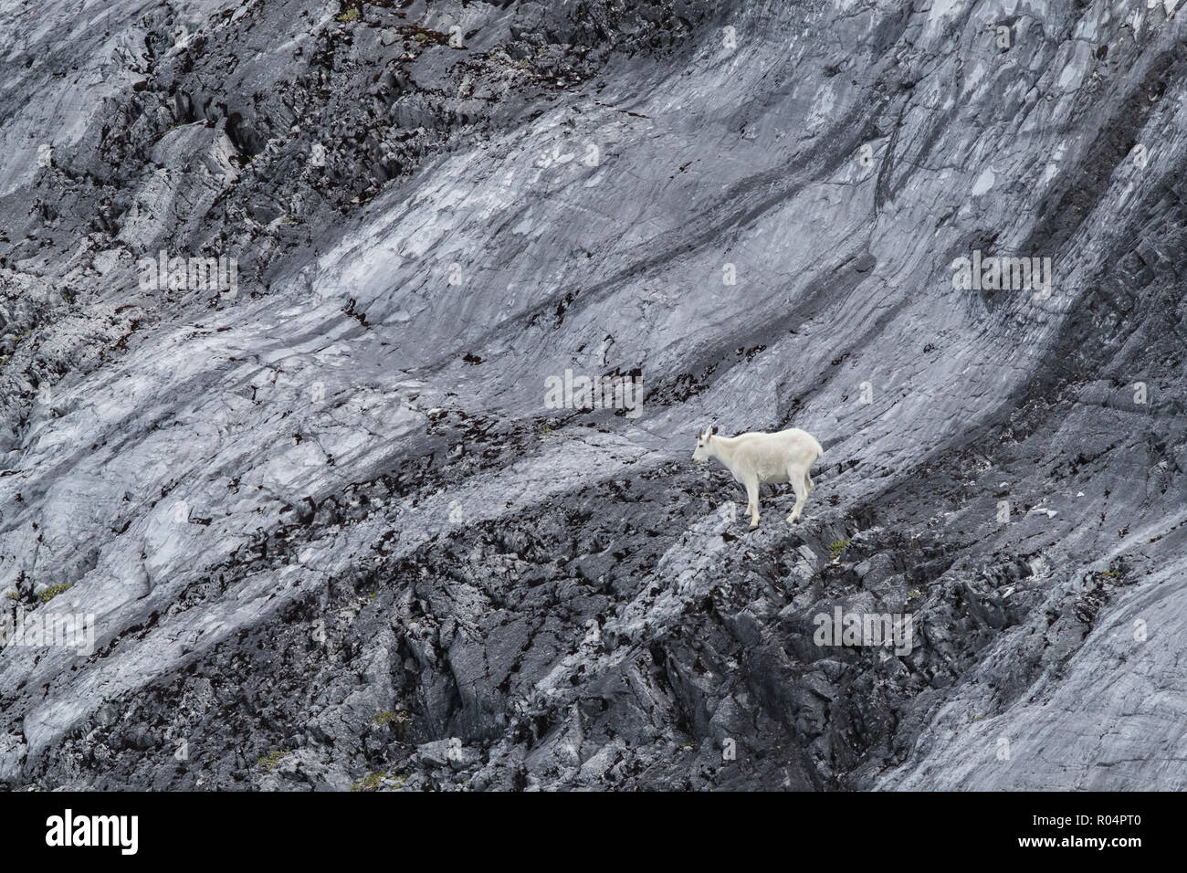 Un adulte la chèvre de montagne (Oreamnos americanus), à bouton sombre à Glacier Bay National Park, au sud-est de l'Alaska, États-Unis d'Amérique, Amérique du Nord Banque D'Images