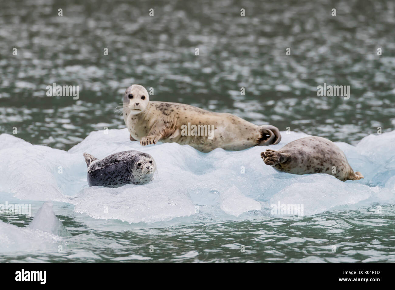 Le phoque commun (Phoca vitulina), sur la glace en face de Dawes Glacier, Endicott Arm, le sud-est de l'Alaska, États-Unis d'Amérique, Amérique du Nord Banque D'Images