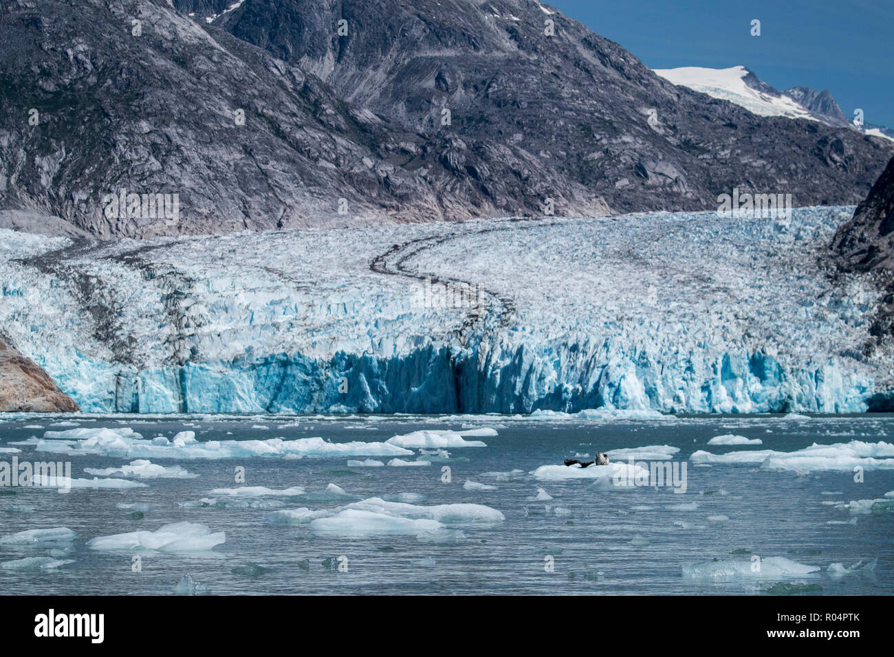 Le phoque commun (Phoca vitulina) sur la glace en face de Dawes Glacier, Endicott Arm, le sud-est de l'Alaska, États-Unis d'Amérique, Amérique du Nord Banque D'Images