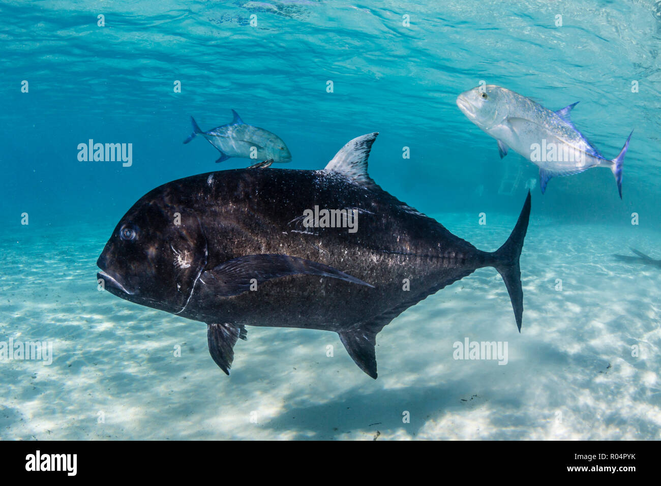 Géant (Caranx ignobilis), à un pied, l'île de Aitutaki, Îles Cook, îles du Pacifique Sud, du Pacifique Banque D'Images