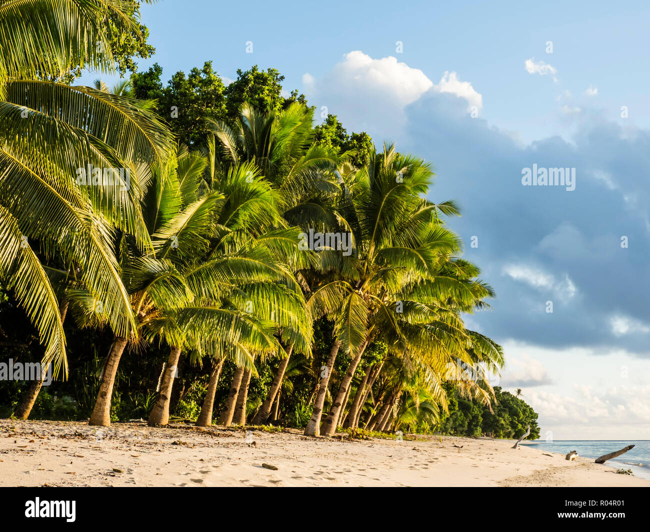 Les cocotiers bordent la plage sur l