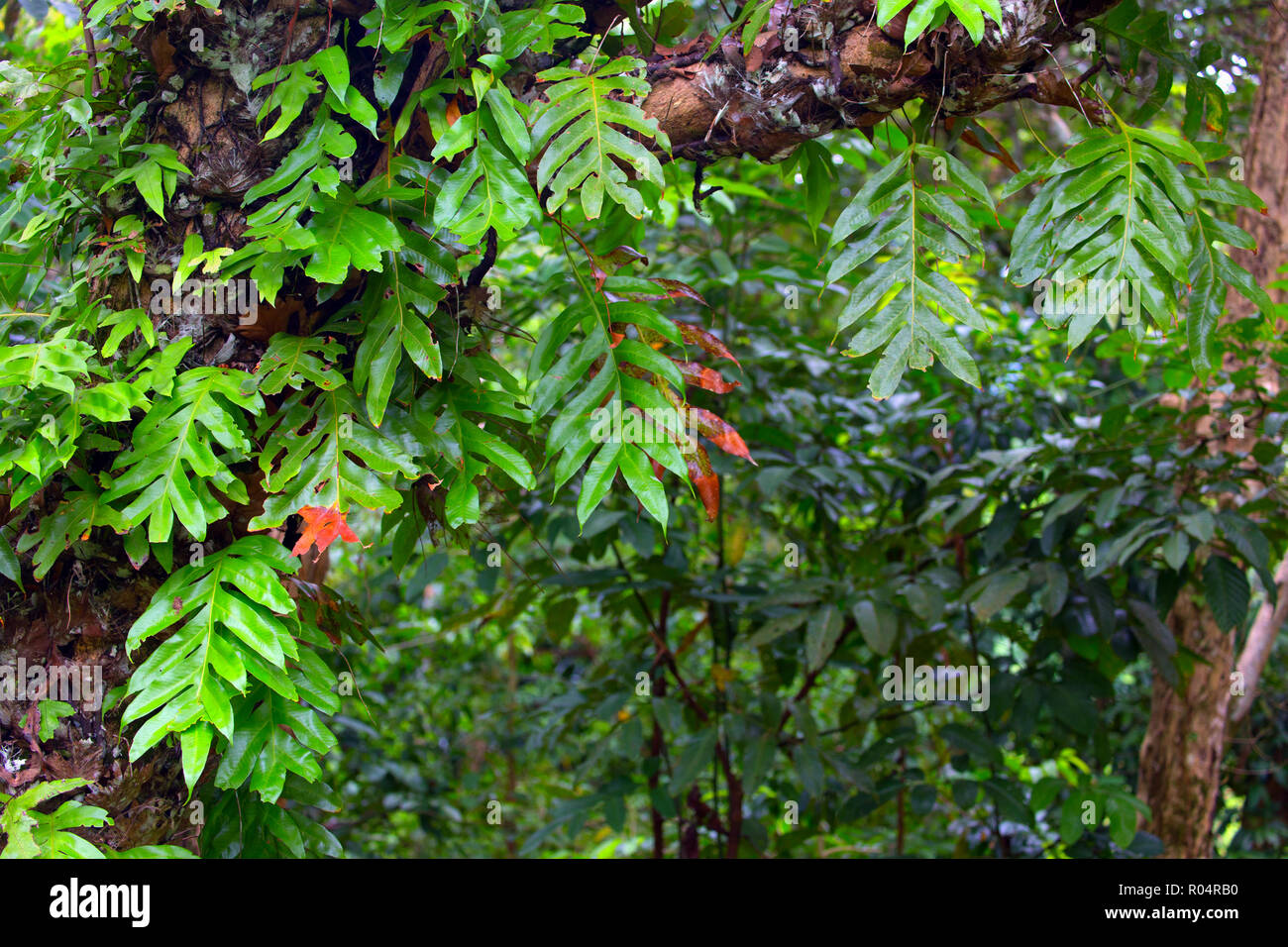 Feuilles de vignes dynamique de grimper sur un arbre de la jungle de Bornéo Banque D'Images