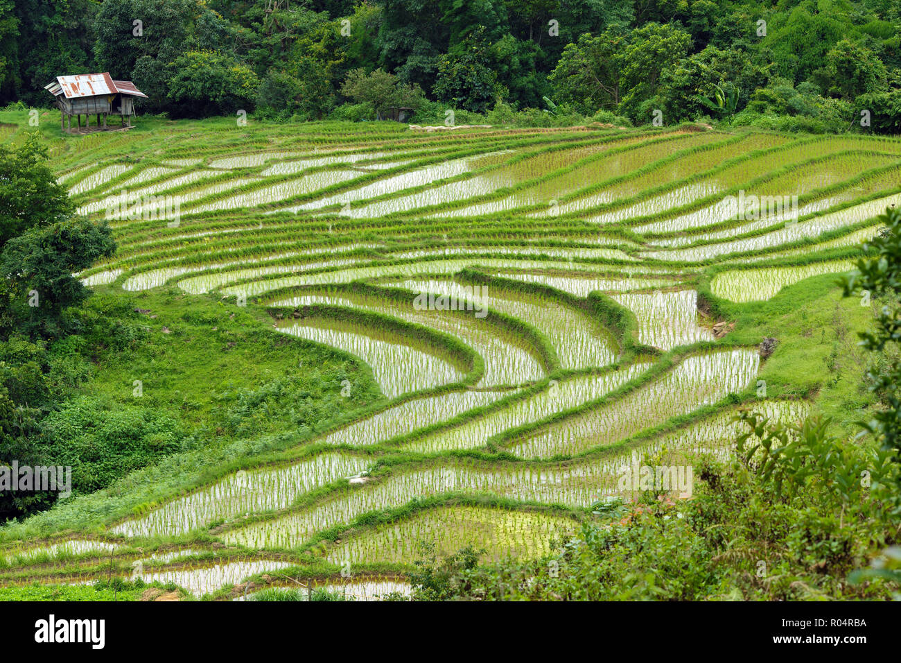 Les jeunes plantations de riz terrasse dans un village karen, Thaïlande Banque D'Images