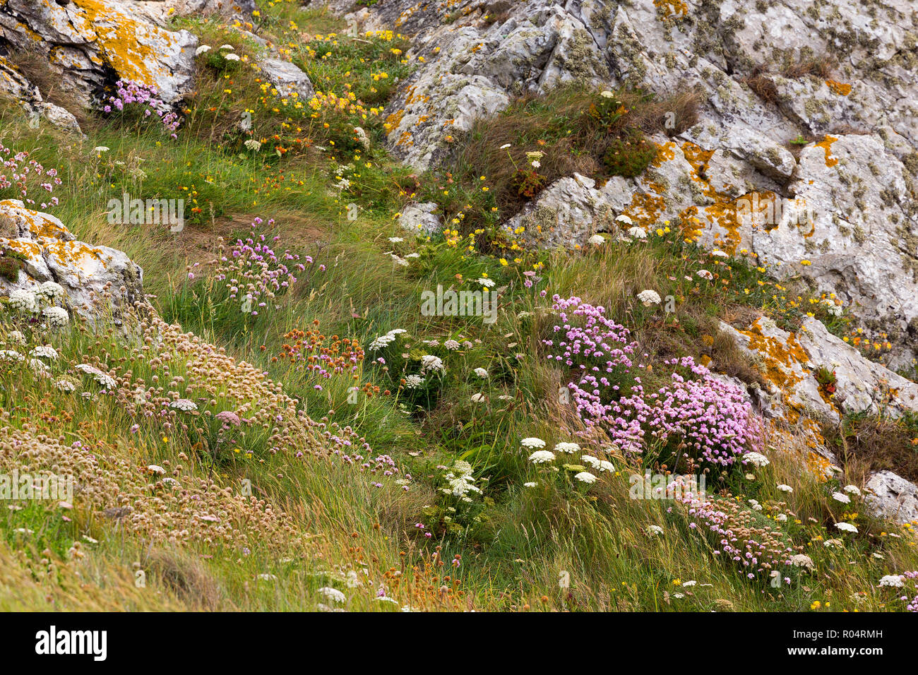 Côte Rocheuse avec fleurie Armeria maritima fleurs et les carottes sauvages en Bretagne, France Banque D'Images