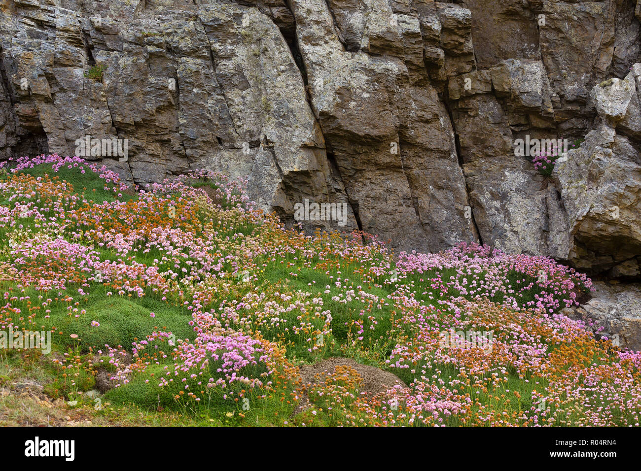 Côte Rocheuse avec fleurie Armeria maritima fleurs en Bretagne, France Banque D'Images