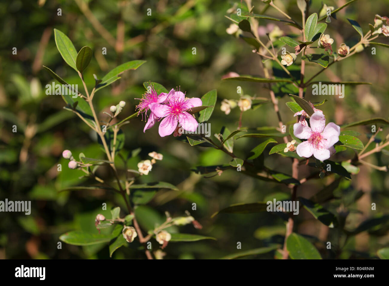 Myrtus tropical bush en fleurs, Rhodomyrtus tomentosa, espèces sauvages trouvés en Thaïlande Banque D'Images