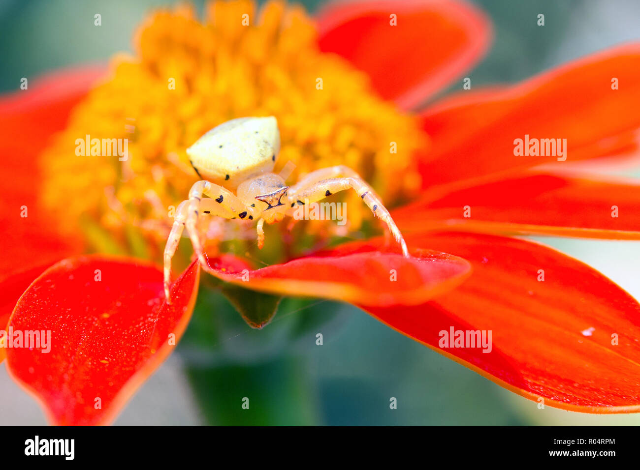 L'attente d'araignée crabe proie dans une fleur Banque D'Images