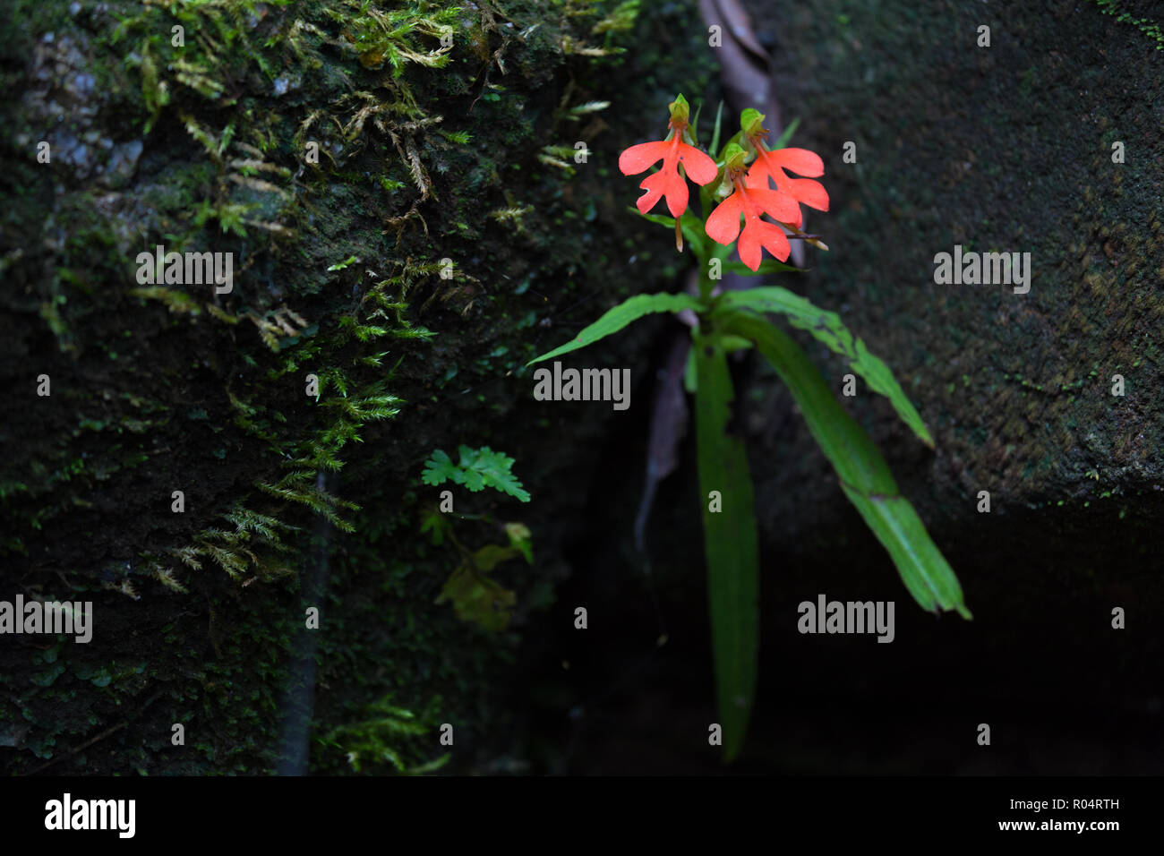 Wild Orchid flower Habenaria tropicales de plus en plus Hodocheila entre les roches dans la zone humide en Thaïlande Banque D'Images