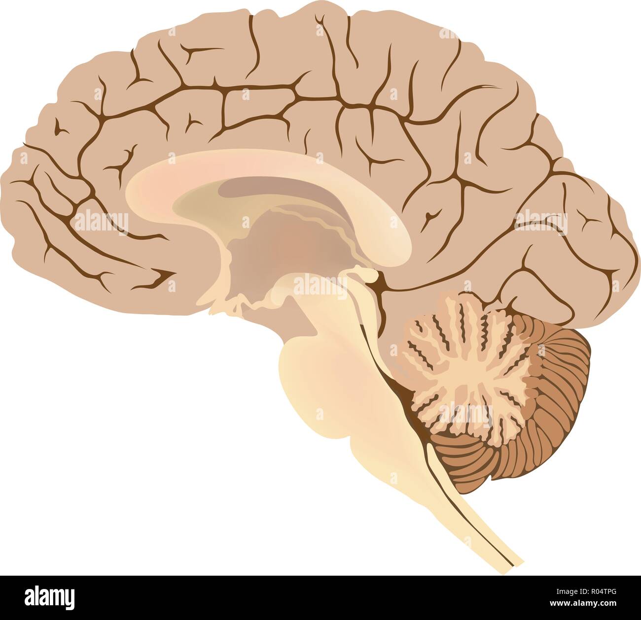 Cerveau humain. Illustration graphique anatomie partie du corps. Illustration de Vecteur