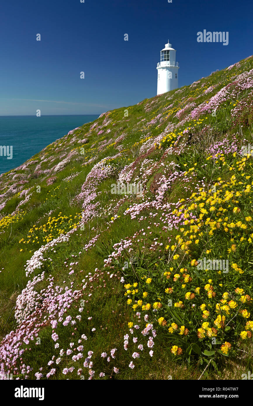L'épargne et la vesce rein croissant sur les falaises près de Trevose Head, sur la côte nord des Cornouailles, Cornwall, Angleterre, Royaume-Uni, Europe Banque D'Images