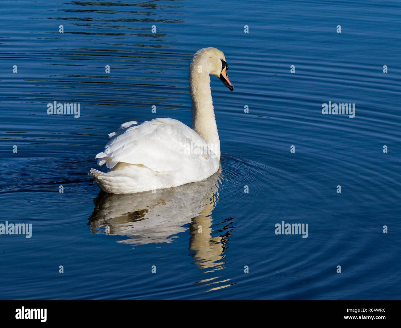 Cygne muet, Cygnus olor, South Wales, UK Banque D'Images