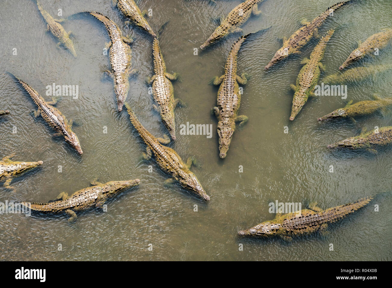 Les crocodiles vu du pont sur la rivière Crocodile Herradura, Costa Rica, Amérique Centrale Banque D'Images