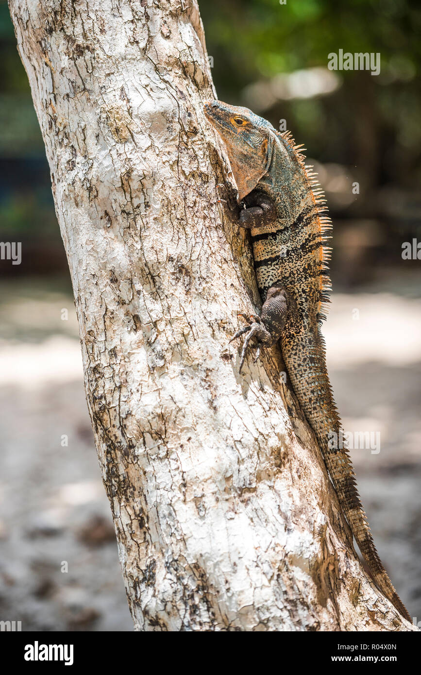 L'Iguane noir Lizard (Ctenosaura similis), Parc National Manuel Antonio Beach, la côte du Pacifique, le Costa Rica, Amérique Centrale Banque D'Images