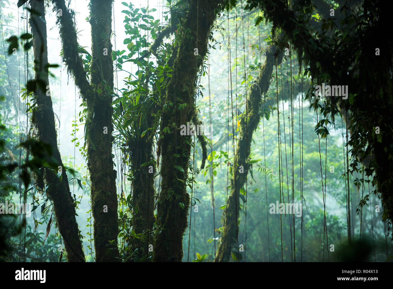 La réserve de la Forêt Nuageuse de Monteverde Misty, Puntarenas, Costa Rica, Amérique Centrale Banque D'Images