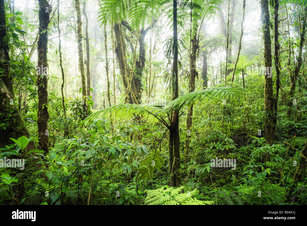 La réserve de la Forêt Nuageuse de Monteverde, Puntarenas, Costa Rica, Amérique Centrale Banque D'Images