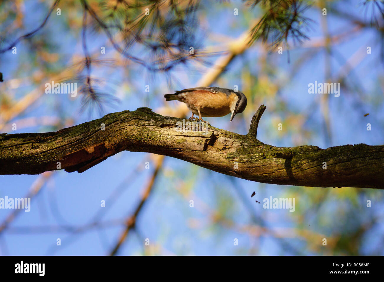 Burley-en-Wharfedale, West Yorkshire, Royaume-Uni. 2 novembre 2018. Météo Royaume-uni:blanche occupés à trouver la nourriture en martelant écorce d'un arbre à l'automne froid. Credit : Rebecca Cole/Alamy Live News Banque D'Images