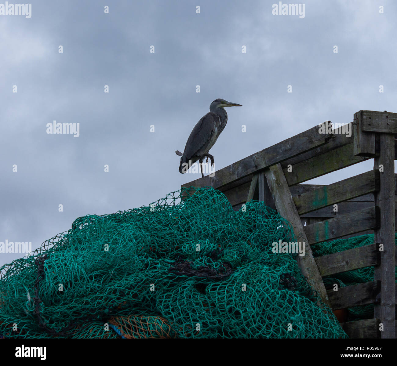 Union Hall, West Cork, Irlande, le 2 novembre 2018. Un jour gris humide pour correspondre à l'Ardea cinerea Héron gris autour des chaluts à Union Hall Quay pour poissons scraps. Des températures allant jusqu'à 10 degrés Celsius avec de fortes pluies par endroits. Credit : aphperspective/Alamy Live News Banque D'Images