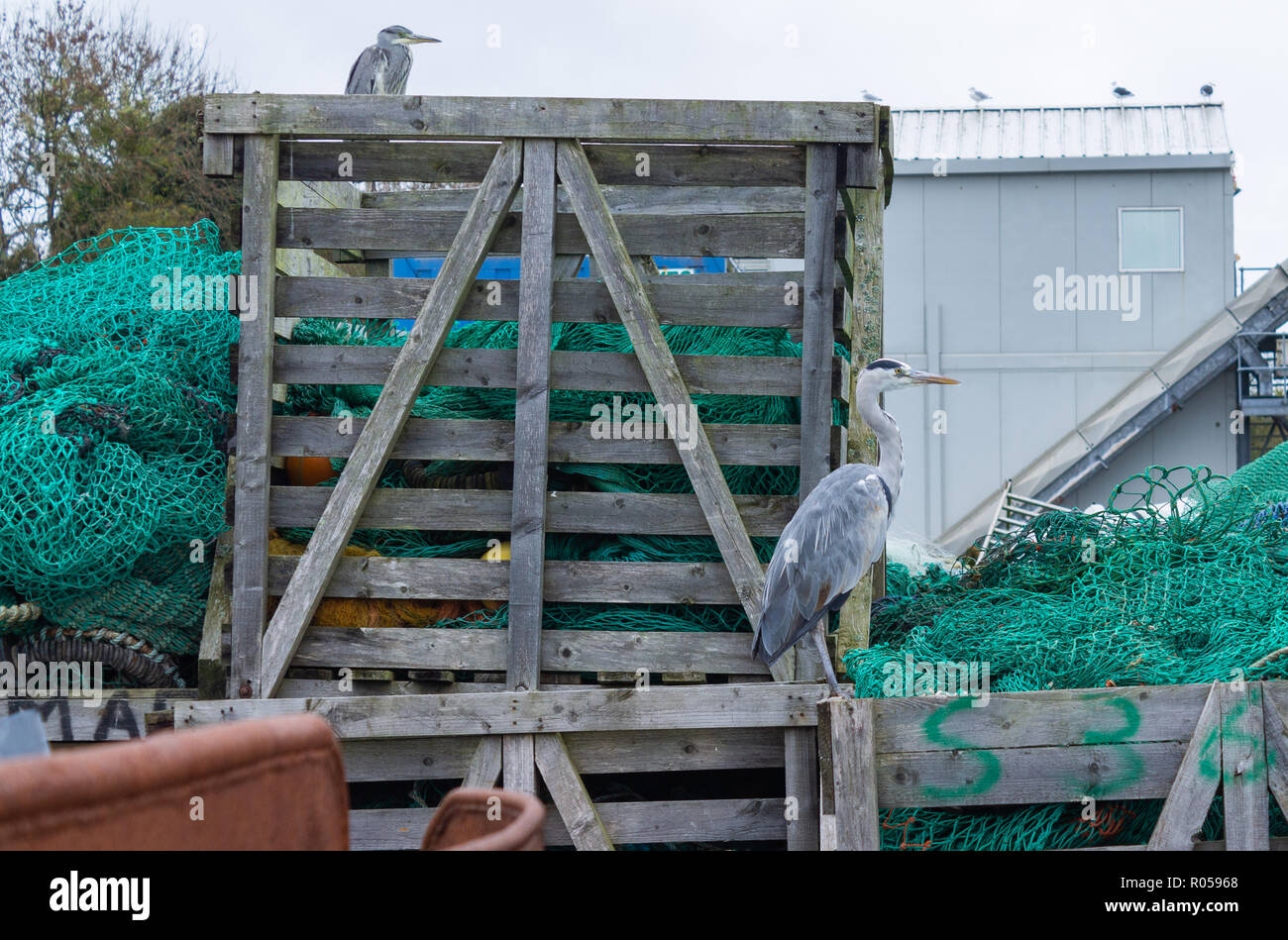 Union Hall, West Cork, Irlande, le 2 novembre 2018. Un jour gris humide pour correspondre à l'Ardea cinerea Héron gris autour des chaluts à Union Hall Quay pour poissons scraps. Des températures allant jusqu'à 10 degrés Celsius avec de fortes pluies par endroits. Credit : aphperspective/Alamy Live News Banque D'Images